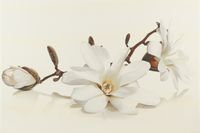 Декор Opoczno Flora inserto magnolia