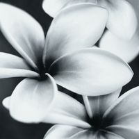 Декор Opoczno Pret A Porter Flower Grey Composition