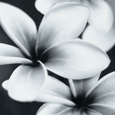Декор Opoczno Pret A Porter Flower Grey Composition 10027